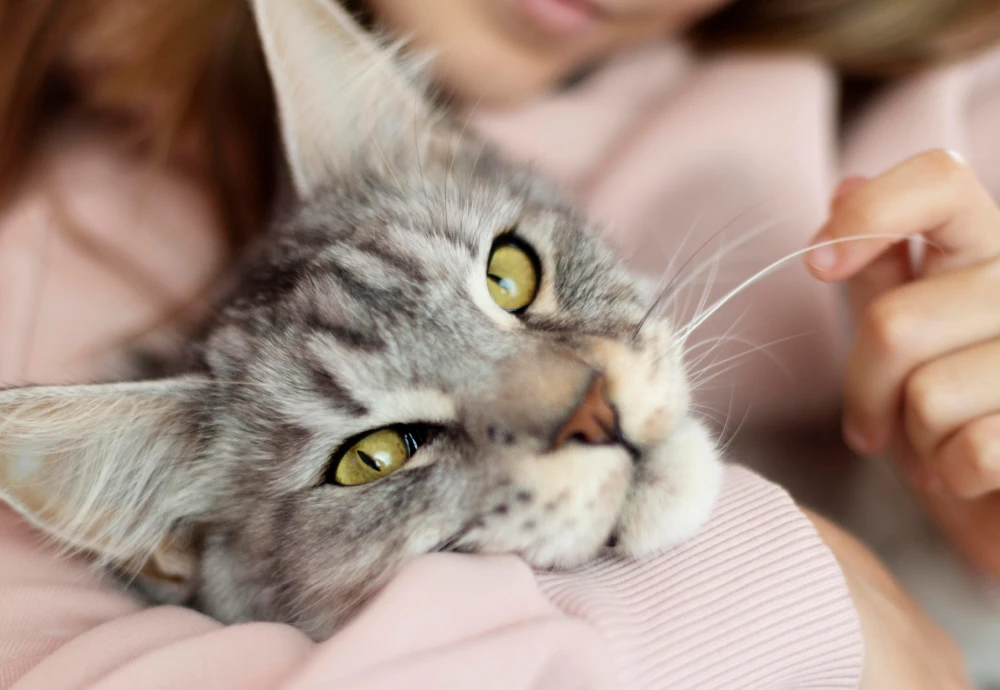 indoor camera pet