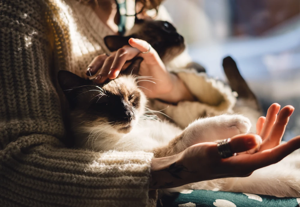 pet video camera monitor