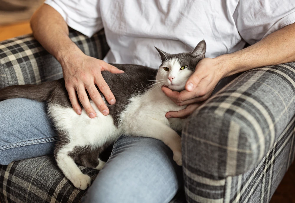 best indoor camera to watch pets